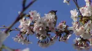 桜を落とす犯人